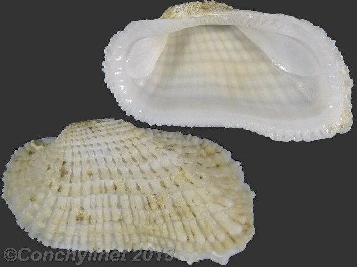 Acar gradata