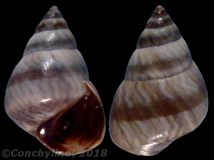Littoraria mauritiana