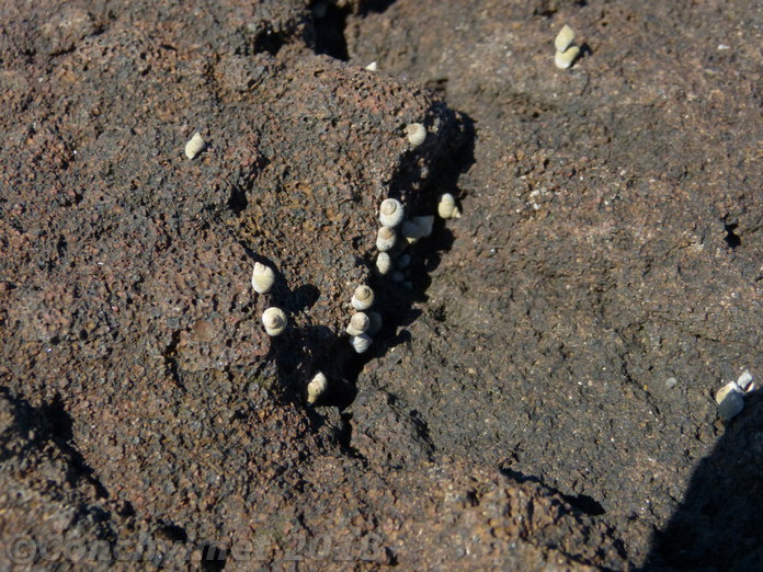 Echinolittorina millegrana