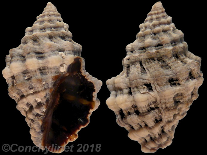 Neothais marginatra