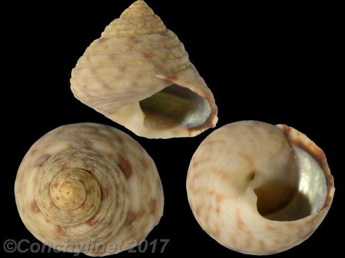 Gibbula philberti