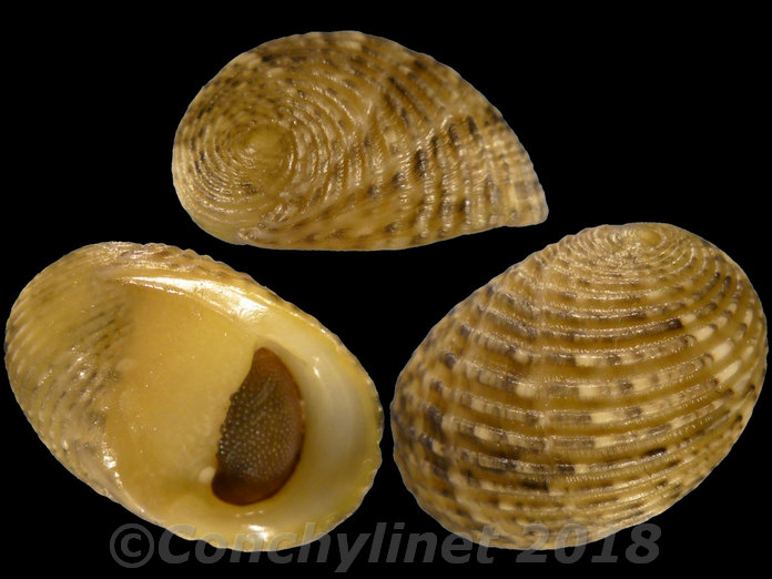 Nerita insculpta