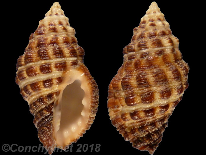 Drupella rugosa