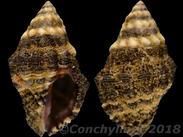 Drupella margariticola