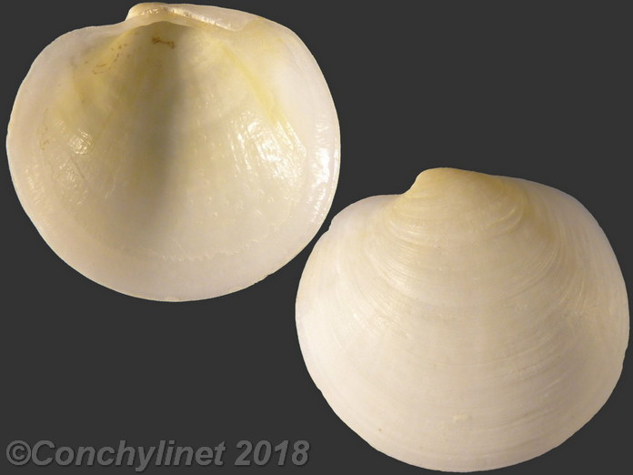 Euanodontia ovum