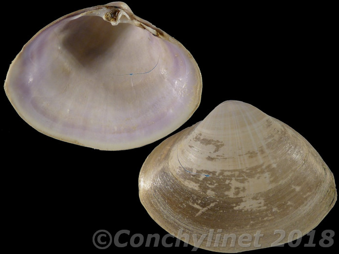 Mactra stultorum