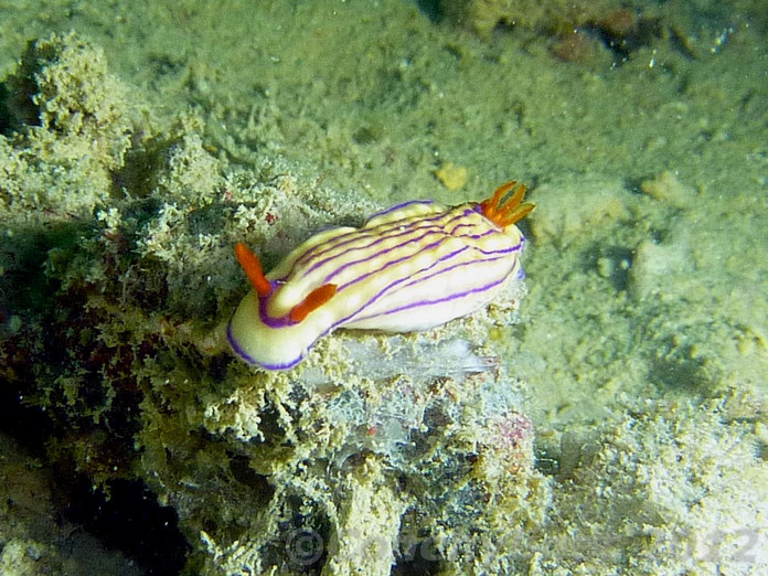 Hypselodoris maridadilus