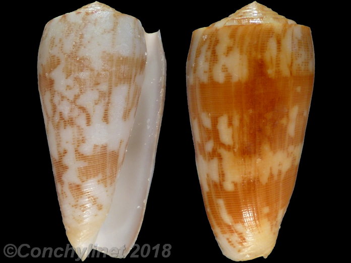 Conus striatus