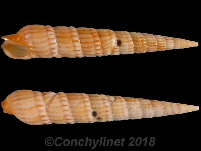 Myurellopsis columellaris