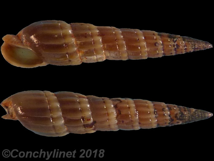 Punctoterebra nitida