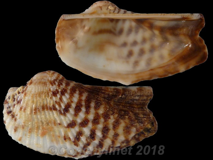 Arca noae