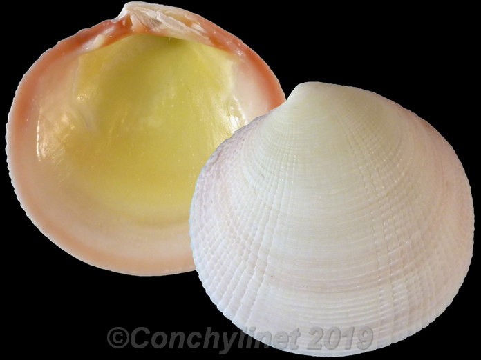 Codakia paytenorum