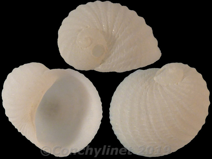 Vanikoro cancellata Vanikoro cancellata