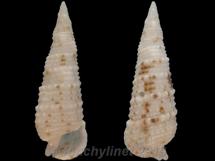 Cerithium acutinodulosum