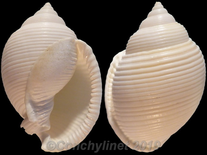 Phalium bisulcatum