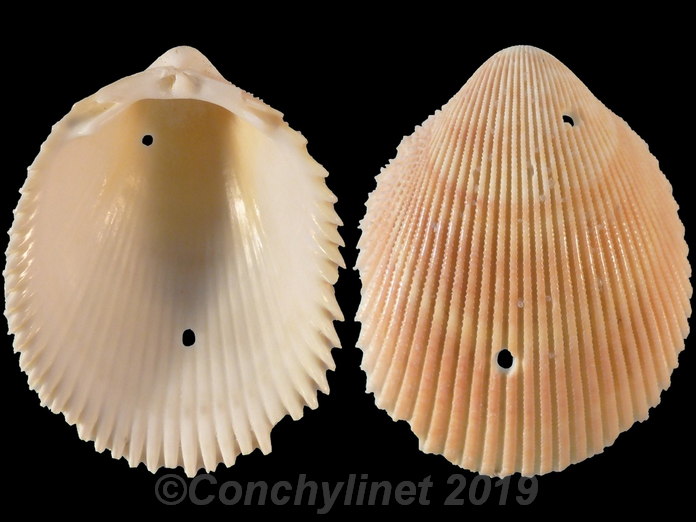 Vasticardium elongatum
