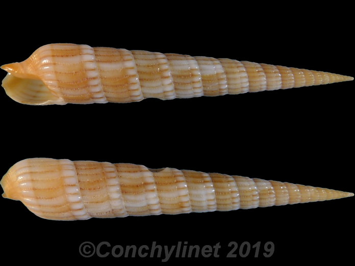 Myurellopsis columellaris