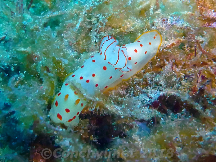 Gymnodoris ceylonica