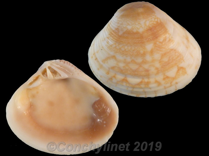 Circe intermedia