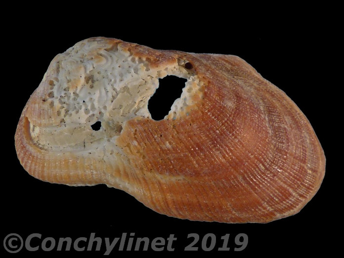 Barbatia setigera