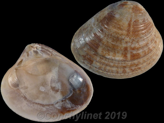 Circe intermedia