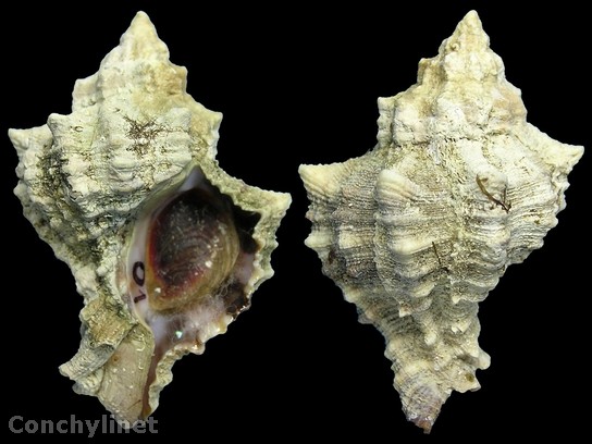 Hexaplex trunculus