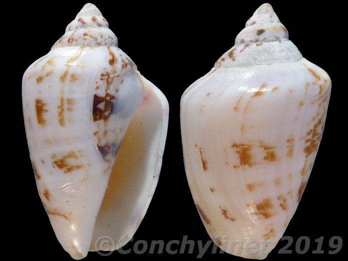 Conomurex persicus