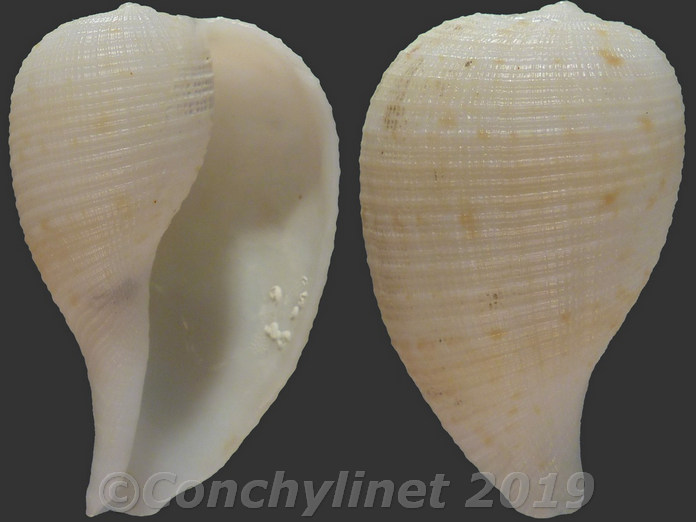 Ficus subintermedia