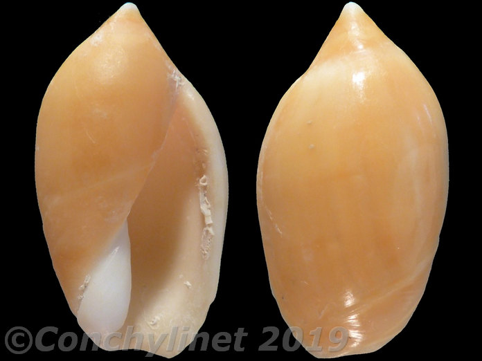 Ancilla castanea