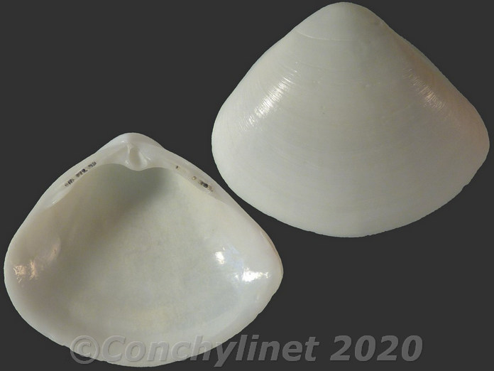 Mactra luzonica