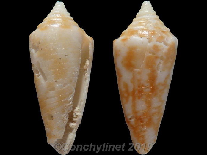 Conus elegans