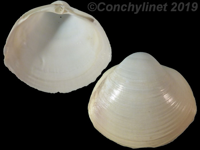 Mactra quadrangularis