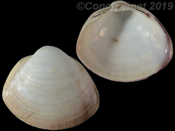 Mactra quadrangularis