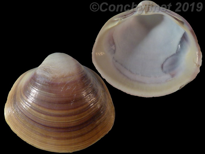 Mactra quadrangularis