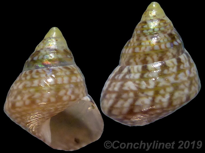 Cantharidus jessoensis