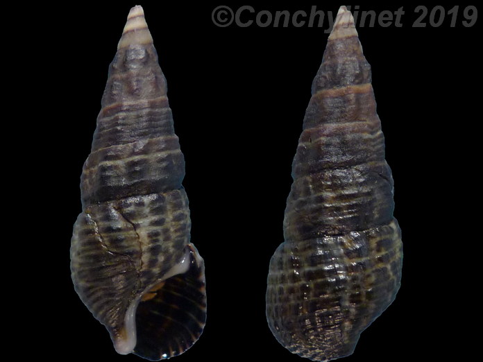 Batillaria multiformis