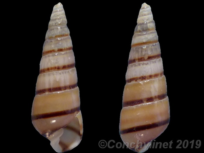 Tiberia pulchella