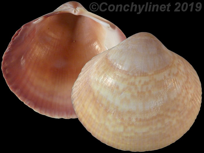 Fulvia australis