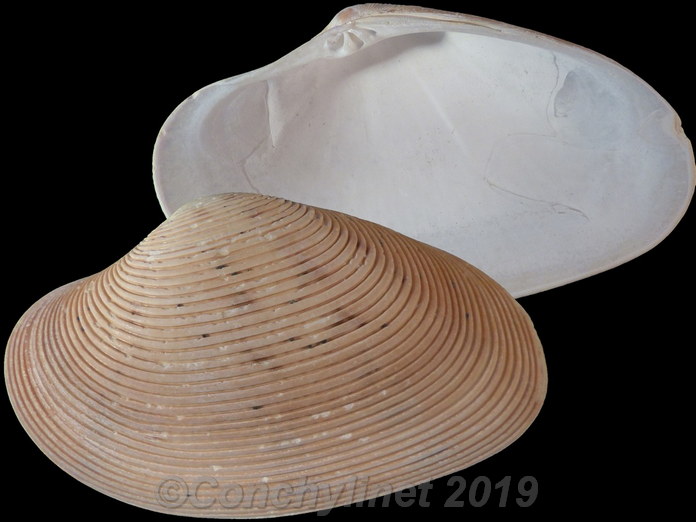 Paphia amabilis