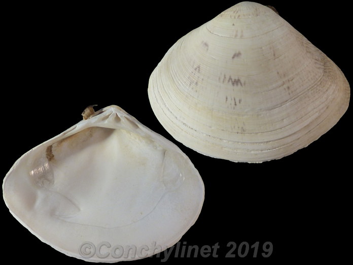 Macridiscus aequilatera