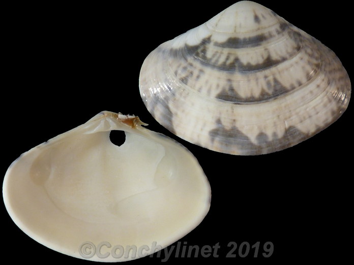 Macridiscus aequilatera