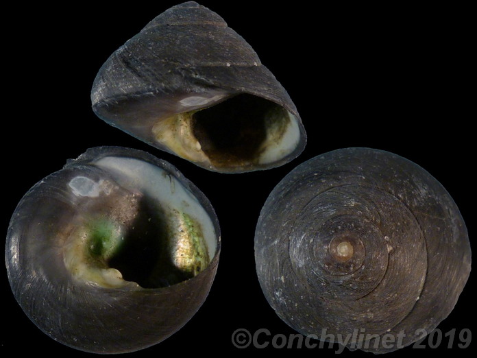 Monodonta perplexa