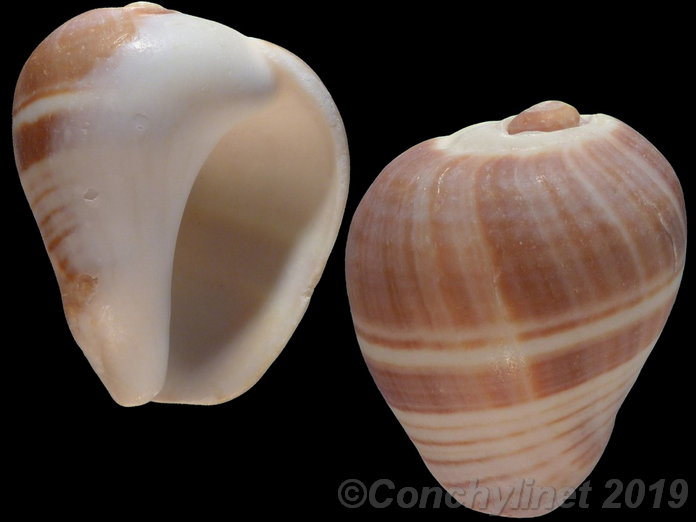 Melongena melongena