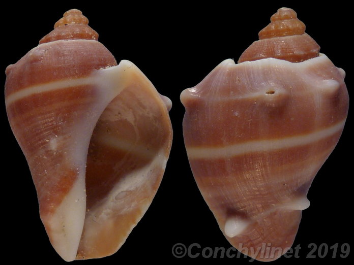 Melongena melongena