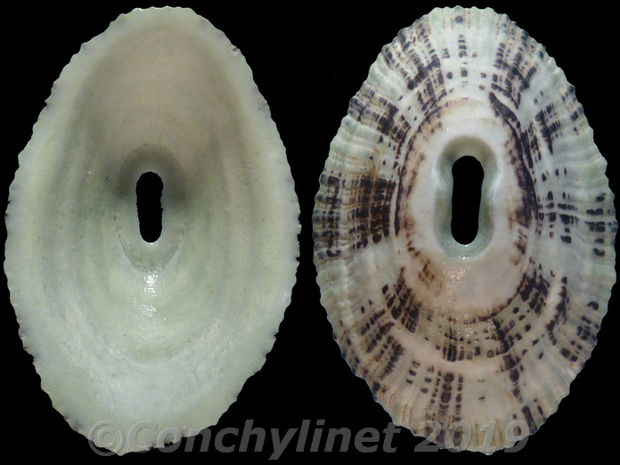 Fissurella rubropicta