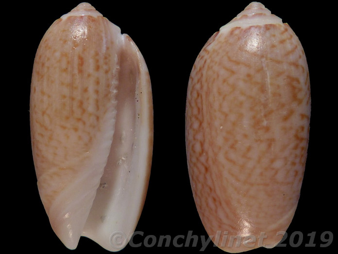 Oliva spicata