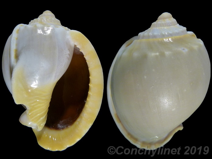 Phalium glaucum