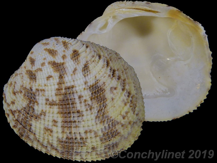 Antigona reticulata