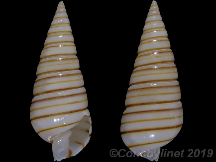 Pyramidella dolabra terebellum