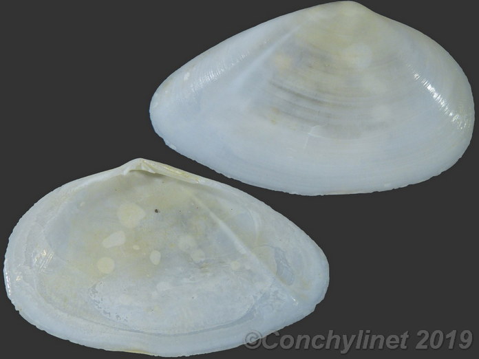 Omala acuminata